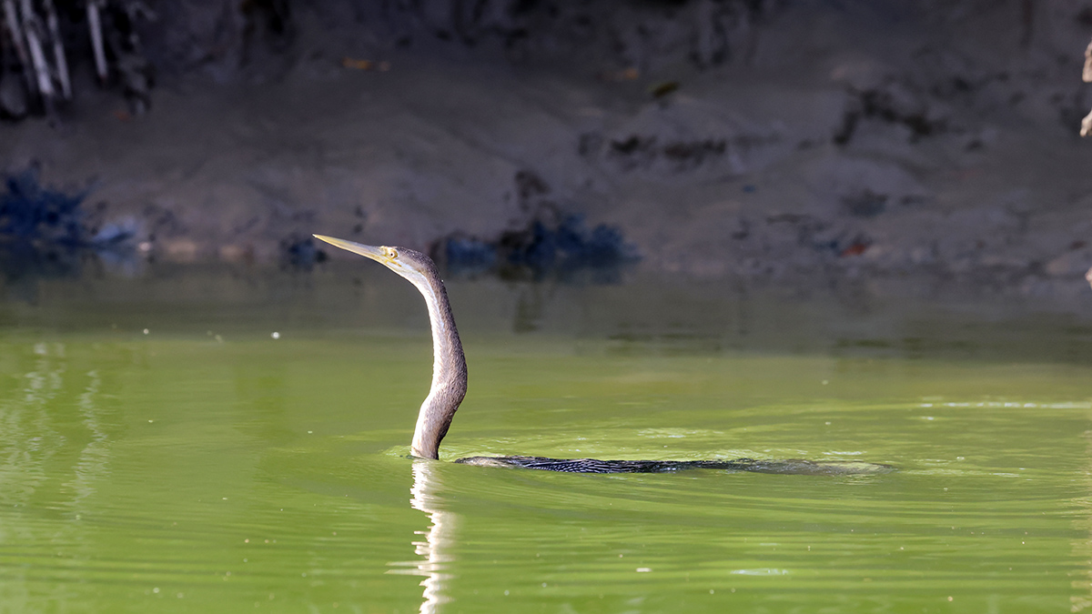 African Darter